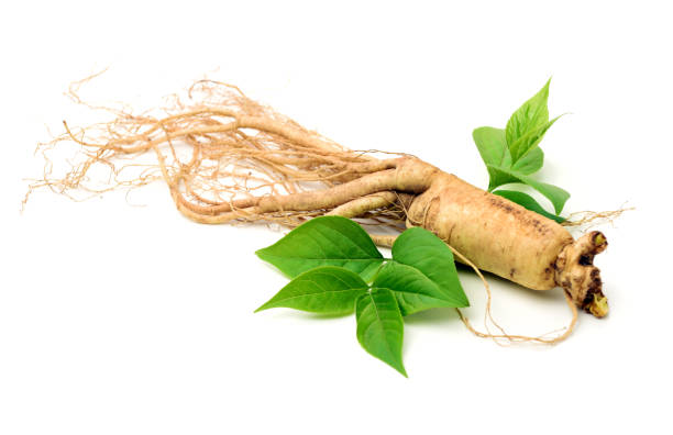 ginseng - ginseng stock-fotos und bilder