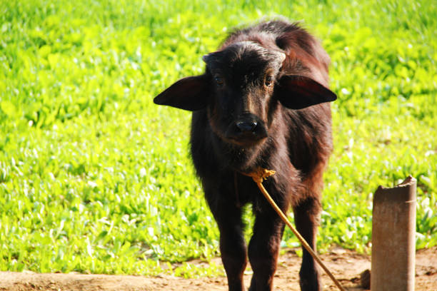 Calf Buffalo with Beautiful green background.