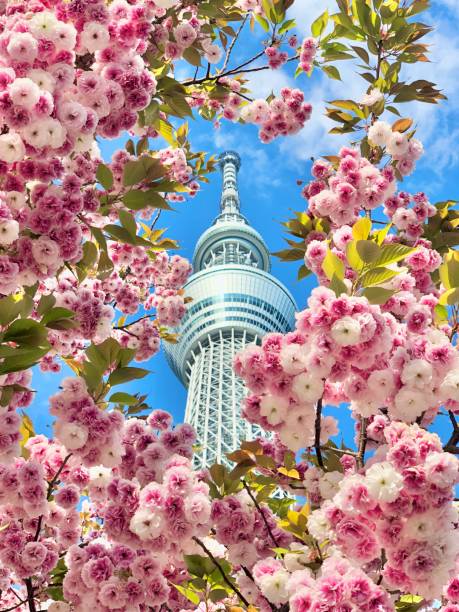 istock Tokyo Skytree and cherry blossoms in full bloom 1220894739