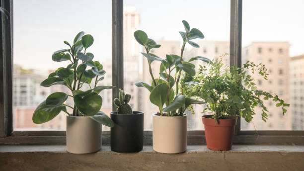 Potted plants along a window sill in loft apartment