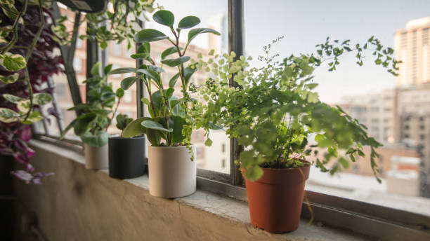 istock Potted plants on window sill in loft apartment 1220895576