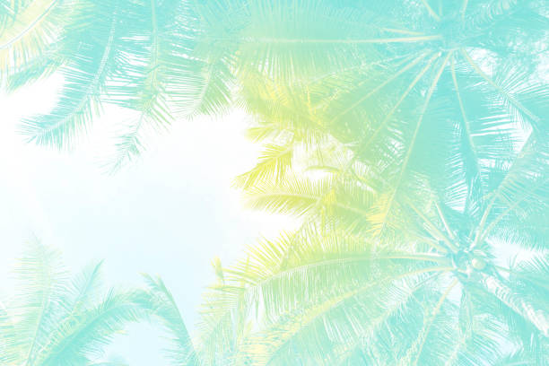 Abstract Summer concept background, Coconut tree background with vintage filter