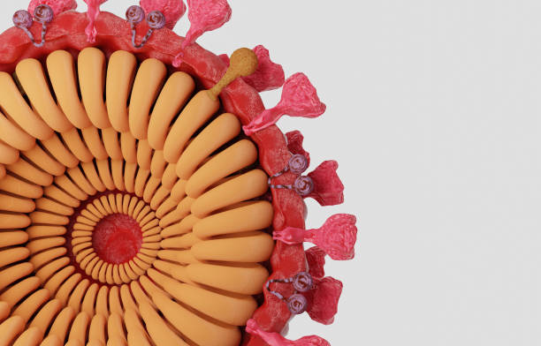 istock Cut in half and inside virus.  Pathogen respiratory influenza covid virus cells. New official name for Coronavirus disease named COVID-19. 3D Rendering. 1220899628