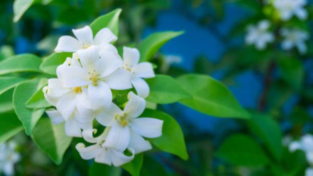 Pretty white fresh petals of Orange Jessamine on green leaf background under sunlight, tropical plant in other name are Andaman satinwood, China box tree and cosmetic bark, Beautiful shrub for landscape design bonitos pétalos frescos blancos de naranja jessamine en el fondo de la hoja verde bajo la luz del sol, planta tropical en otro nombre son andamán satinwood, árbol de caja de china y corteza cosmética, hermoso arbusto para el diseño del paisaje