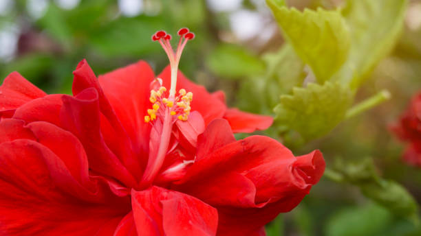 les beaux pétales rouges mous couvrent autour de l’étamine et de la pistil de l’hibiscus hawaïen rouge ou appelé dans un autre nom sont fleur de chaussure, rose chinoise, rosa de sharon , plante pour la conception d’aménagement paysager - stem pollen hibiscus beauty in nature photos et images de collection