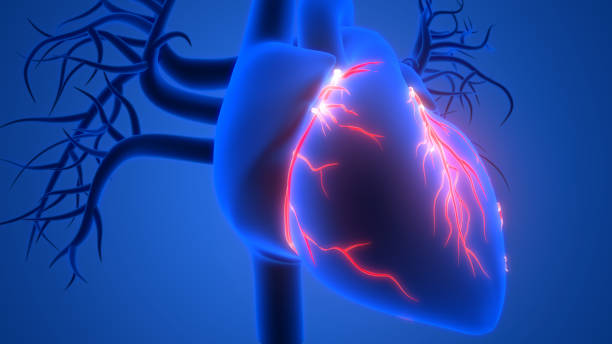 órgão interno humano do coração com raio-x de anatomia do sistema circulatório 3d - human heart x ray image anatomy human internal organ - fotografias e filmes do acervo
