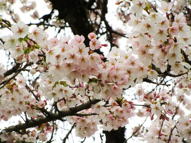 Pretty Cherry Blossom Flowers in Vancouver, Spring 2020.