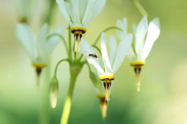 Photo of white Dodecatheon meadia alba - flowering plant, Selective focus of Dodecatheon Mead (Primula meadia) Macrophotography of Springtime flower. Ant resting or walking on the petal