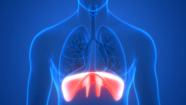 istock Diaphragm a Part of Human Respiratory System Anatomy 3d rendering 1220902105