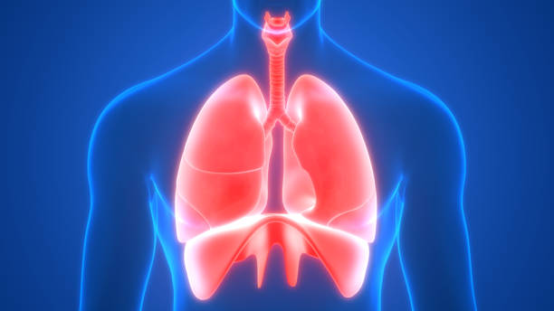 istock Lungs and Diaphragm a Part of Human Respiratory System Anatomy 3d rendering 1220902497