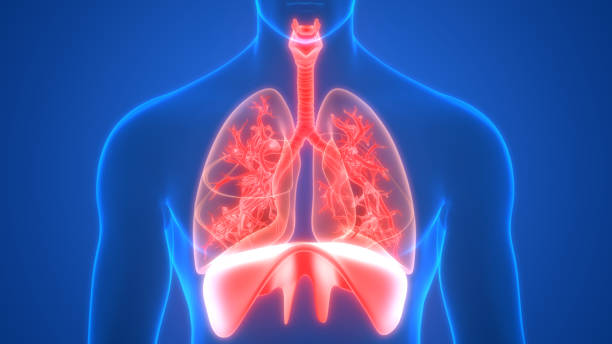 istock Lungs and Diaphragm a Part of Human Respiratory System Anatomy 3d rendering 1220902530