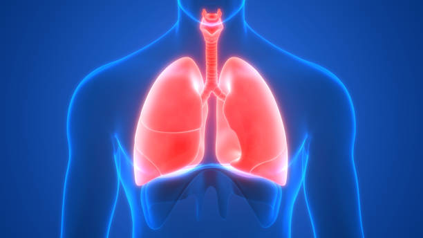 istock Lungs a Part of Human Respiratory System Anatomy 3d rendering 1220903055