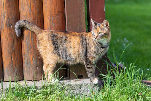 Young cute cat standing by a wooden porch on a sunny day