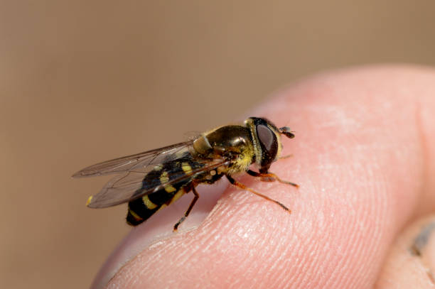 istock a gurgling fly sits on a finger 1220906897