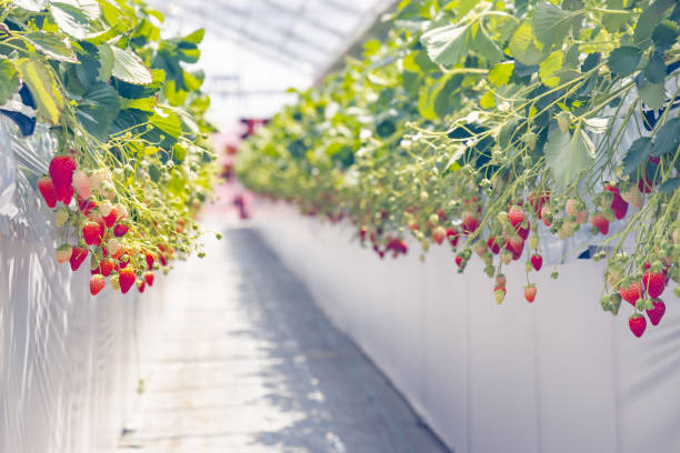 istock Strawberries that are grown in a greenhouse 1220907038