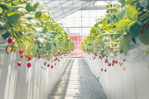 Strawberries that are grown in a greenhouse
