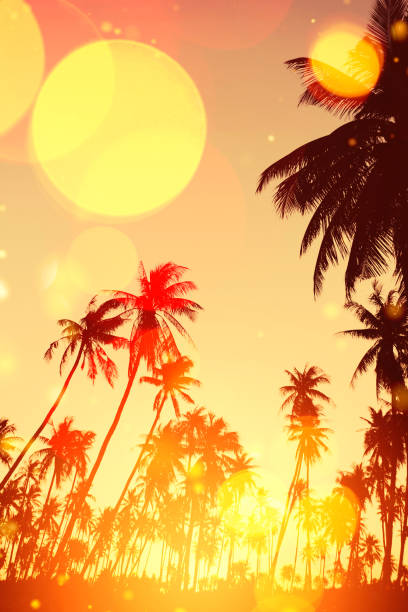 istock Copy space of silhouette tropical palm tree with sun light on sunset sky and cloud abstract background. 1220907174