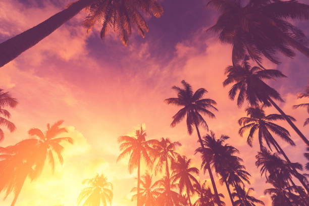 istock Copy space of silhouette tropical palm tree with sun light on sunset sky and cloud abstract background. 1220907177