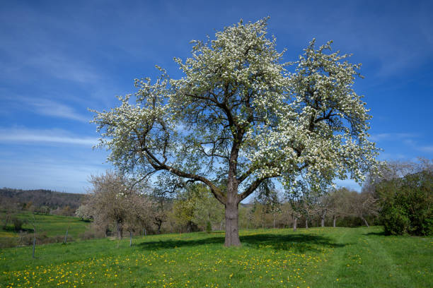 großer blühender birnbaum auf einer wiese mit löwenzahn - pear tree stock-fotos und bilder
