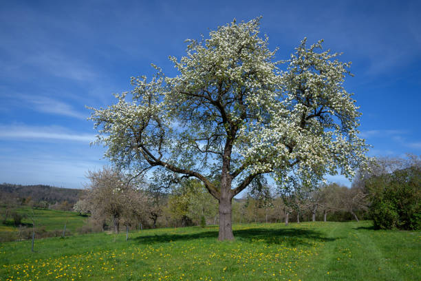 grande árvore de pera florescendo em um prado com dente-de-leão - pear tree - fotografias e filmes do acervo