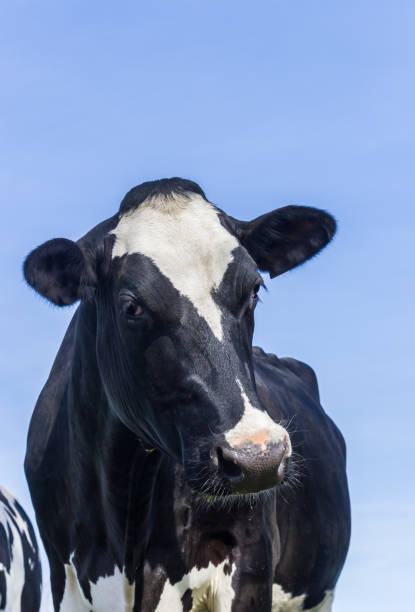 istock Portrait of a black and white cow 1220907265