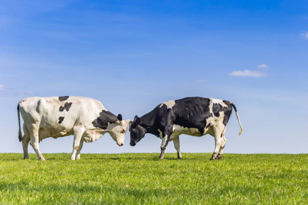 Two holstein cows in a green meadow in Gaasterland, Netherlands