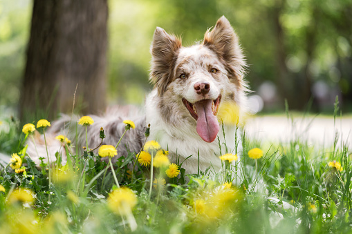 Portrait of smiling border collie. A dog collie breed sits on the lawn in the park