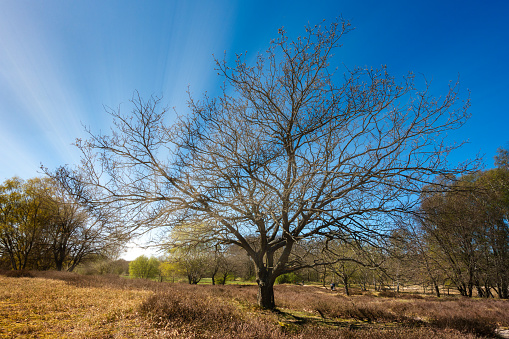 bare tree at the beginning of spring in the nature reserve