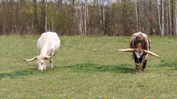 два коричневых и белых техасского лонгхорна едят траву на лугу - bull texas longhorn cattle horned white стоковые фо�то и изображения