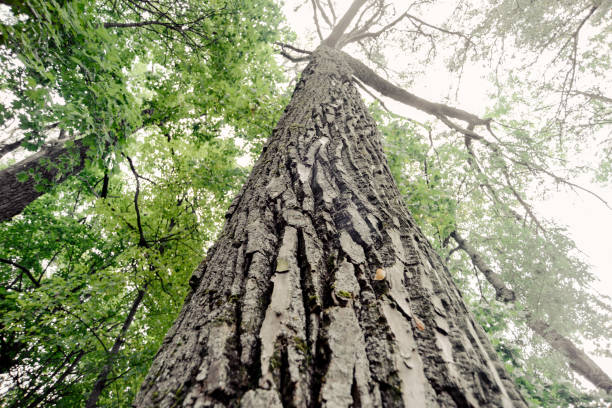 гигантское дерево к лету - tree tall poplar tree bark стоковые фото и изображения