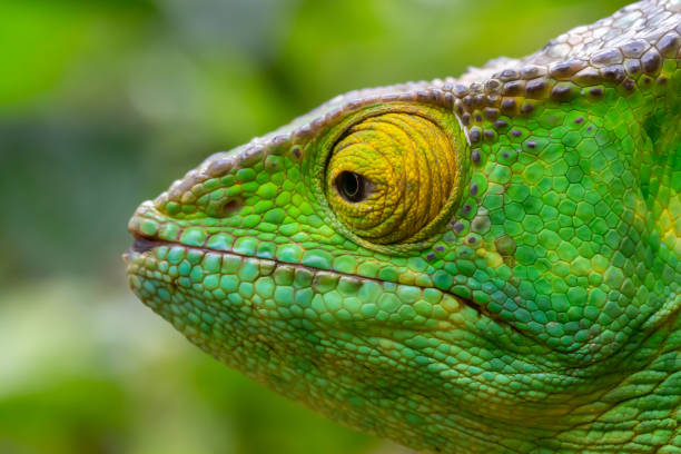 istock A chameleon in close-up in a national park on Madagascar 1220914570