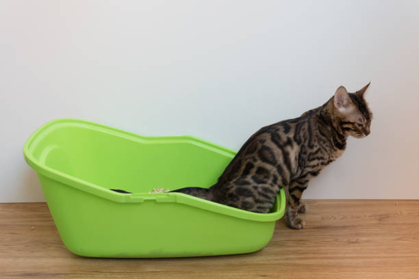 istock A Bengal cat pees in its cat toilet. The process of potty training 1220915230