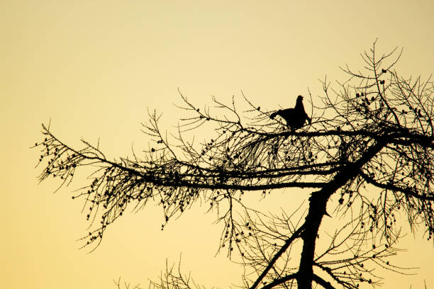 a black grouse in silhouette in a tree at sunrise in the Swiss Alps