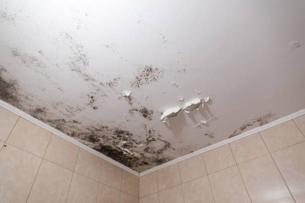 istock Black mold and mildew spots on the ceiling or wall due to poor air ventilation and high humidity. Harm to health. 1220919291