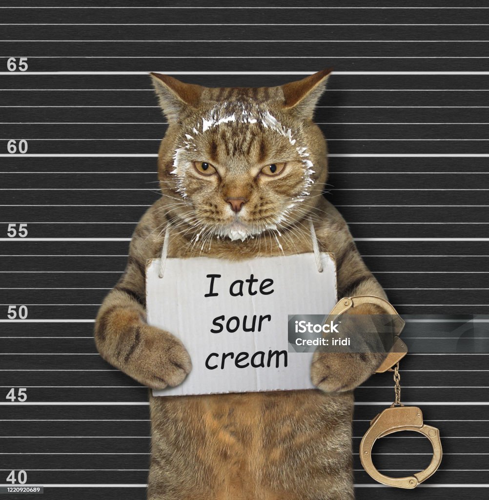 Naughty Cat2 Ate Sour Cream Stock Photo - Download Image Now - Domestic Cat, Mischief, Guilty - iStock Naughty Cat2 Ate Sour Cream Stock Photo - Download Image Now - Domestic Cat, Mischief, Guilty - iStock