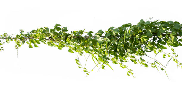 istock ivy plant on electric wire isolate on white background 1220921004