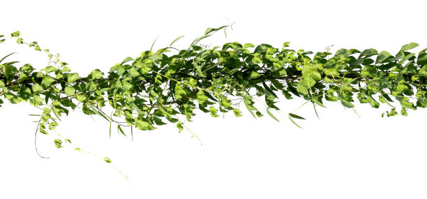 istock ivy plant on electric wire isolate on white background 1220921018