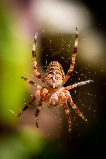 croix - cross spider photos et images de collection