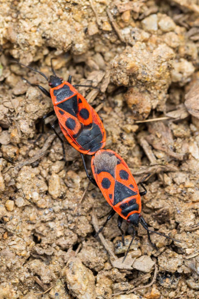 istock The firebug, common insect Europe wildlife 1220921353