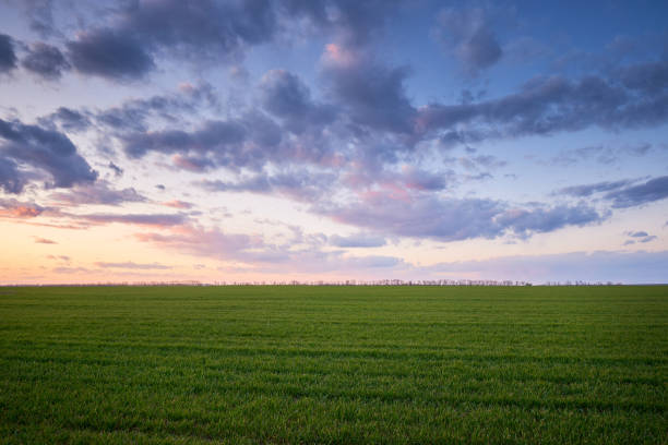 istock Green meadow and blue sky with clouds at sunset 1220921545