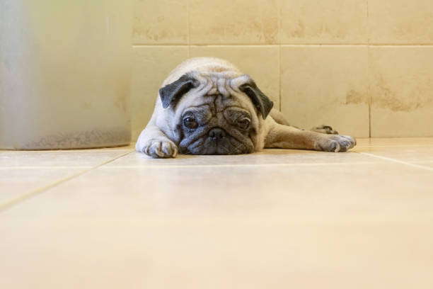 istock Pug dog. Sleepy and lazy looking. 1220922340