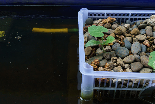 Pumpkin seedlings grown in the aquaponics system