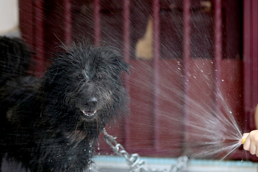 A teenage girl is helping her pet dog for a bath during lockdown in Malaysia.