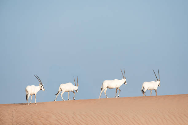 endangered arabian oryx in desert. - oryx gazella leucoryx imagens e fotografias de stock