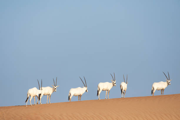 endangered arabian oryx in desert. - oryx gazella leucoryx imagens e fotografias de stock