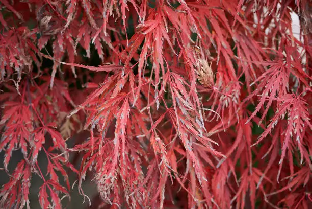 Acer palmatum dissectum colorful foliage in autumn