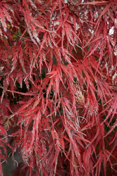 istock Acer palmatum dissectum 1220923286