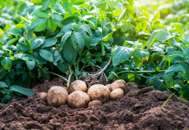 pommes de terre dans le champ. - roots country photos et images de collection