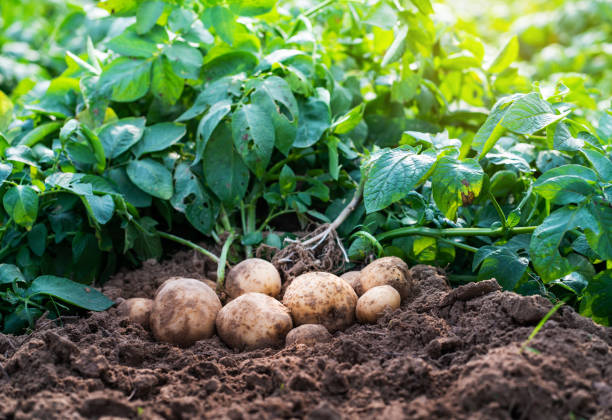potatoes in the field. Fresh organic potatoes in the field,harvesting potatoes from soil. raw potato photos stock pictures, royalty-free photos & images