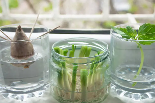 Photo of Growing green onions scallions from scraps by propagating in water in a jar on a window sill, basil rooting in water and avocado growing from seed with toothpicks for support